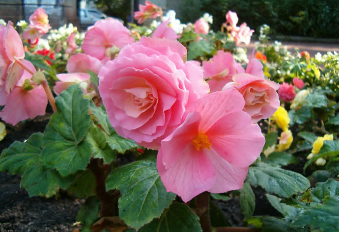 begonia