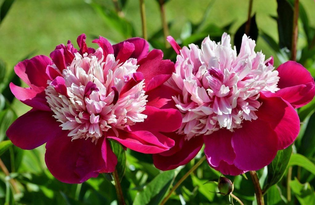 fiori di peonia